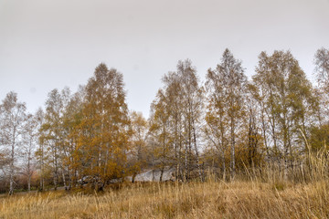 Autumn Landscape with yellow trees, Vitosha Mountain, Sofia City Region, Bulgaria