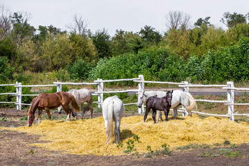 Beautiful thoroughbred horses walking and grazing at farm corral . Idyllic rural landscape