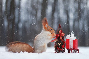 Red squirrel in the snow, it is standing near a small Christmas tree and a gift box. Concept of Christmas animal.