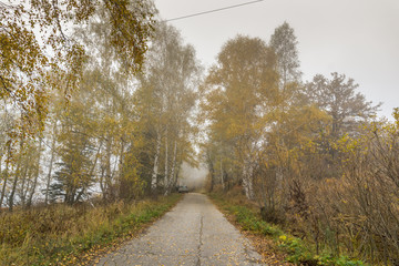 Autumn Landscape with yellow trees, Vitosha Mountain, Sofia City Region, Bulgaria
