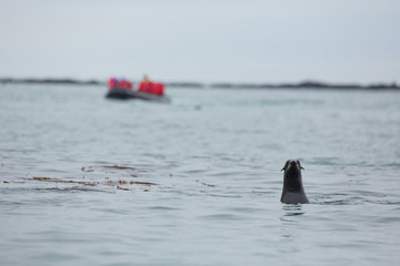 fur seal and sea lion watching, Cape Severo Zapadnyi, Russia