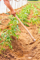 Farm, Farmer, agriculture