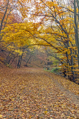 Fototapeta na wymiar Autumn Landscape with yellow trees, Vitosha Mountain, Sofia City Region, Bulgaria