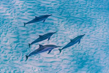 Dolphins and Sand