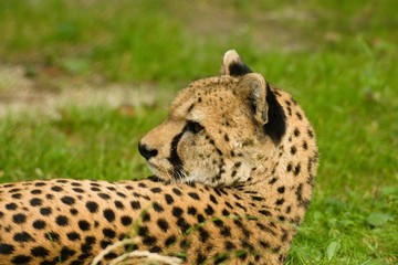 Lying down and relaxing cheetah watches something over its shoulder