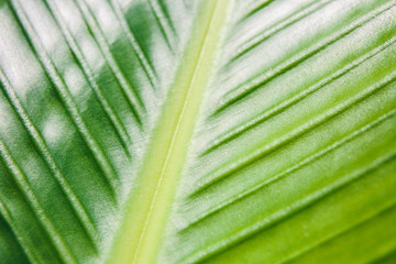 Close up of a green tropical plant leaf