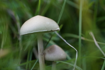 White unidentified white mushrooms in the grass shot at Amager fælled fall of 2017