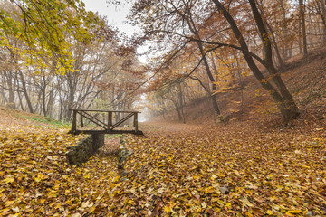 Plakat Autumn Landscape with yellow trees, Vitosha Mountain, Sofia City Region, Bulgaria