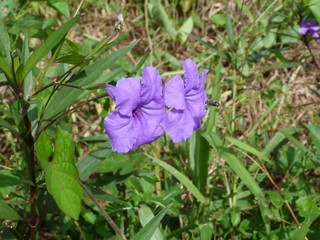 flor silvestre (R.D)