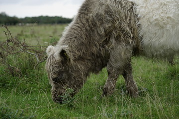 Fototapeta premium Super cute cow grazing with grey dramatic sky at Amager Fælled fall of 2017