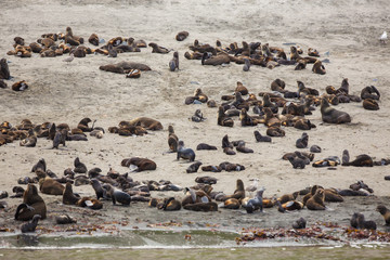 sea lions, Russia