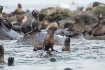 sea lions, Bering Island, Russia