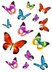Papier Peint photo Papillons beaux papillons de couleur, ensemble, isolés sur un blanc