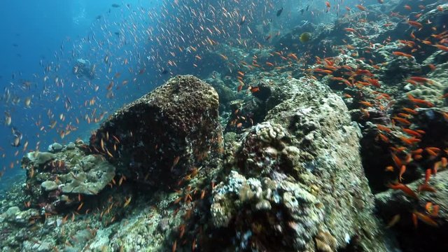 Lyretail Anthias swimming over volcanic rock on coral reef at Pulau Weh, Aceh 