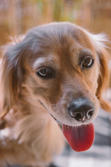 Happy Dog portrait in sun