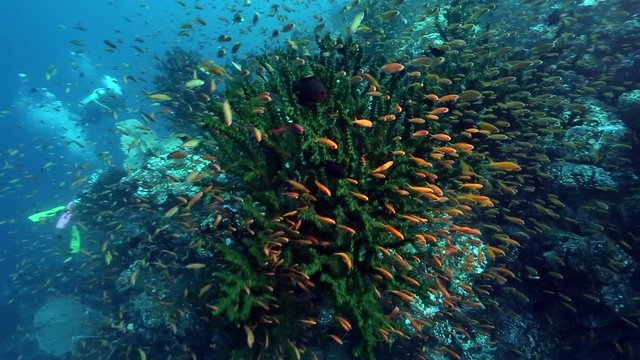 Thousands of orange anthias fish swimming close to coral for protection