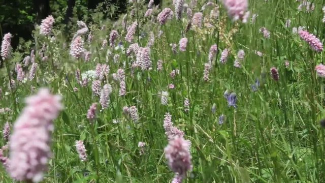 Fiori nei prati delle Alpi Piemontesi