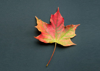 A bright colorful autumn maple leaf lies on a black background. Autumn