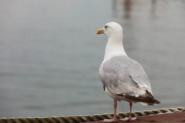 Closeup of seagull bird standing next to water