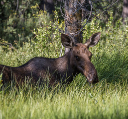 Moose at Stanley Lake