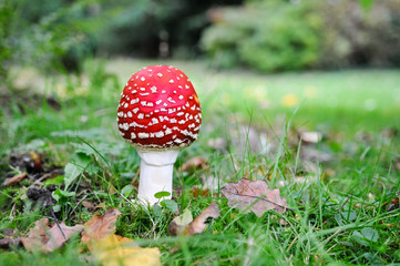 Fly agaric (amanita muscaria) the archetypal toadstool with red and white spotted cap.  Highly poisonous and hallucinogenic 