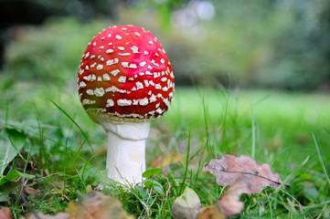Fly Agaric mushroom toadstool with red body and white spots