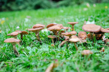Greasy toughshank mushrooms (collybia butyracea), also known as Buttery Collybia or Buttery Cap Mushroom