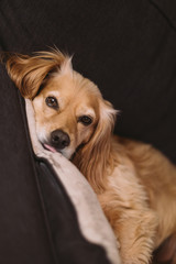 Dog laying on couch with tongue out