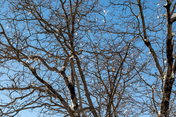 Blue Sky, Climate Change winter at Southern California, Big Bear Mountain, San Bernardino, 2016