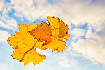 Two autumnal grape leaves against a cloudy sky background, backlit