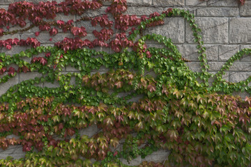 steinmauer mit kletterpflanzenbewachsen und struktur für textur