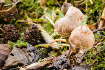 Deer shield mushroom (pluteus atricapillus), edible, but not normally collected for cooking.