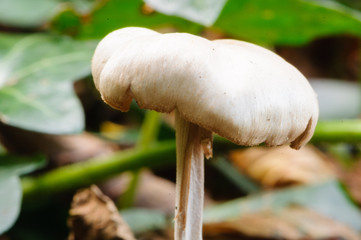 Mushroom (unknown species) growing on a forest floor.