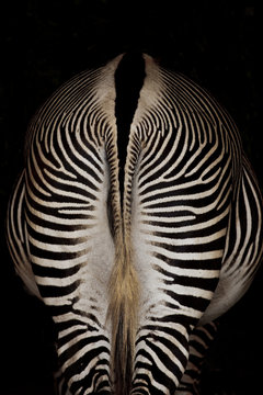 Zebra back