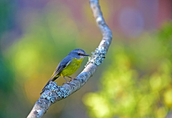 Eastern yellow robin