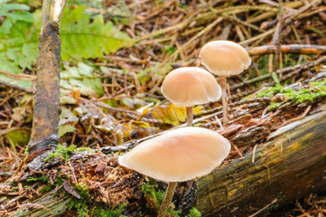Toadstool mushrooms growing on a forest floor