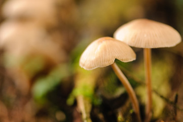 Toadstool mushrooms growing on a forest floor