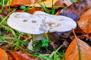 Mushroom growing on a forest floor