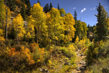 Aspen in Fall Along Cedar Creek