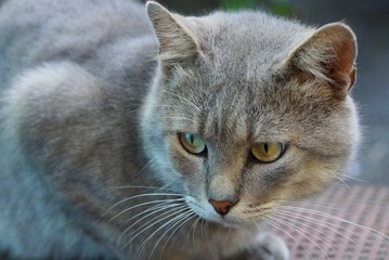 Серый большой кот с зелёными глазами на улице