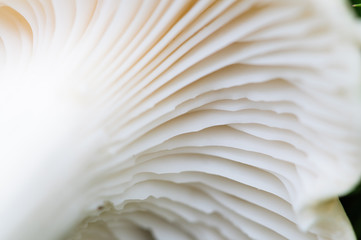 White gills on the underneath of a russula mushroom