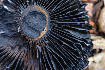 Black Cap Mushroom