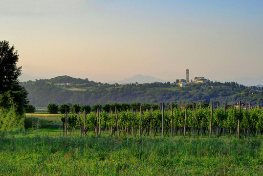 Wine grapes grow at a vineyard outside of Mantua, Italy, at dusk.