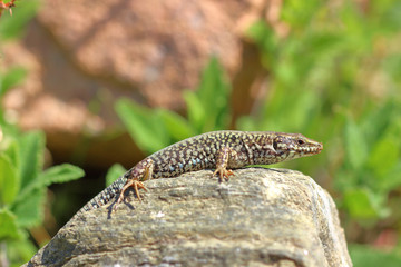 Macro/closeup of an lizard Podarcis muralis
