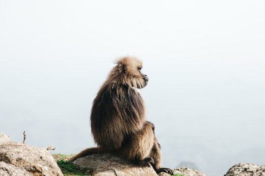 Geladas baboon sitting on rock