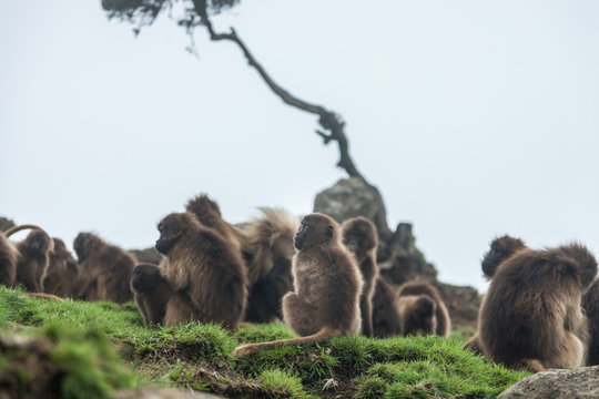 Geladas Babboons