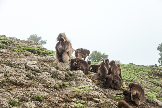 Geladas Babboons