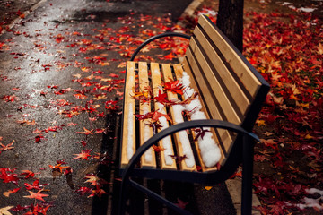 Winter in the park. Colorful fallen leaves on the park path