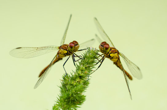 Dragonflies