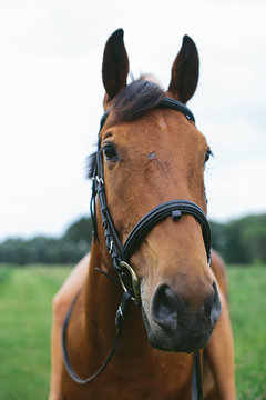 Headshot of Beautiful Chestnut Horse